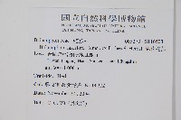 穗花蛇菰藏品圖，第2張