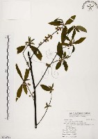 山胡椒藏品圖，第1張