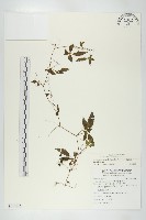 絞股藍藏品圖，第1張