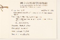 鼠麴草藏品圖，第2張