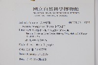 下花細辛藏品圖，第2張