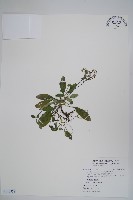 臺灣附地草藏品圖，第1張