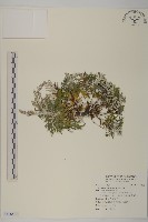 太魯閣艾藏品圖，第1張