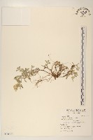 絲綿草藏品圖，第1張
