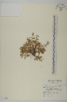 玉山抱莖籟簫藏品圖，第1張