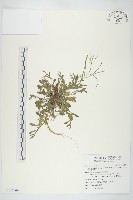 玉山筷子芥藏品圖，第1張
