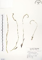 綬草藏品圖，第1張