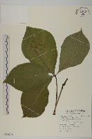 臺灣及己藏品圖，第1張