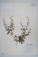 盾果草藏品圖，第1張