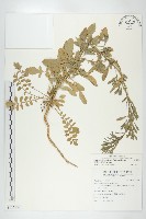 獨行菜藏品圖，第1張