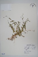 細葉蘭花參藏品圖，第1張