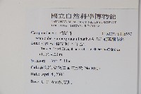 細葉蘭花參藏品圖，第2張