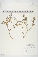 台灣佛甲草、石板菜藏品圖，第1張