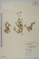 卷耳藏品圖，第1張