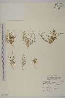 瓜槌草、漆姑草藏品圖，第1張