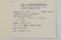 瓜槌草、漆姑草藏品圖，第2張