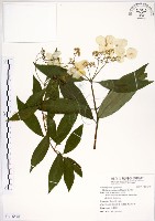 華八仙藏品圖，第1張