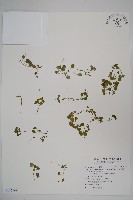 山桔梗藏品圖，第1張