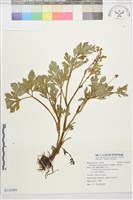 水辣菜、禺毛茛藏品圖，第1張