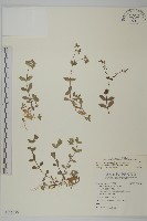 卷耳藏品圖，第1張