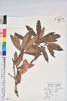 臺灣杜鵑藏品圖，第3張