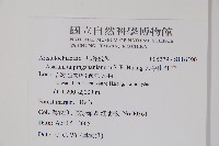 太平山細辛藏品圖，第2張