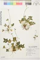 五葉黃連藏品圖，第1張