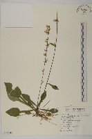 臺灣鬼督郵藏品圖，第1張