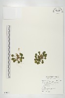 李棟山裂緣花藏品圖，第1張