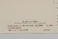 阿里山繁縷藏品圖，第3張