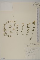 阿里山繁縷藏品圖，第1張