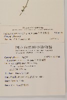 阿里山繁縷藏品圖，第2張