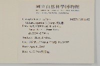 鵝兒腸藏品圖，第2張