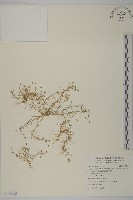 瓜槌草、漆姑草藏品圖，第1張