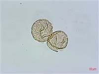 瓜槌草、漆姑草藏品圖，第2張