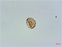 瓜槌草、漆姑草藏品圖，第3張