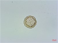 瓜槌草、漆姑草藏品圖，第4張