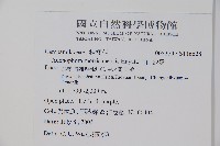 輪葉沙參藏品圖，第2張