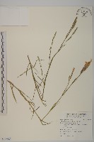 玉山石竹藏品圖，第1張