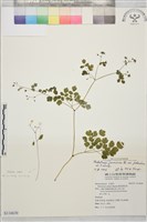 微毛爪哇唐松草藏品圖，第1張