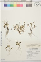 鹿場毛茛藏品圖，第1張