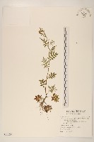 臺灣劉寄奴藏品圖，第1張