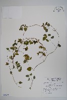 玉山山奶草藏品圖，第1張