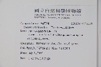 玉山山奶草藏品圖，第2張