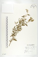 鄧氏胡頹子藏品圖，第1張