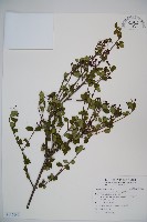 小葉莢迷藏品圖，第1張