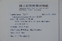 小葉莢迷藏品圖，第2張