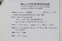 大葉馬兜鈴藏品圖，第2張