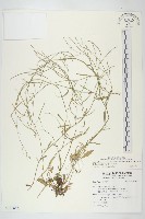 玉山筷子芥藏品圖，第1張