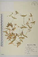 疏花繁縷藏品圖，第1張